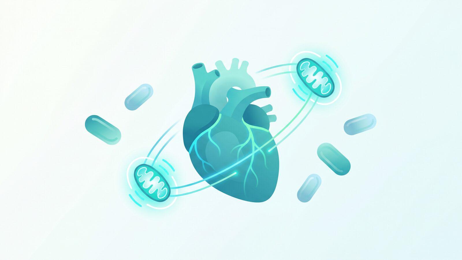 CoQ10 : qui en a vraiment besoin (surtout sous statines)